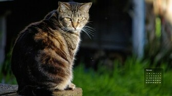 Cat Of The Month Wallpaper Tabitha Feral Life