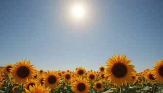Field Of Sunflowers Wallpaper