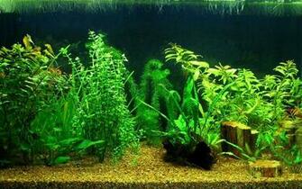 Wallpaper Background Mini Aquarium Creative Design