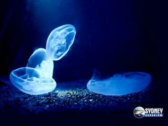 Moon Jellyfish Wallpaper HD Amazing