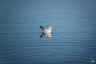 Swimming Seagull Background High Quality Background
