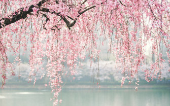 Wallpaper Japan Cherry Blossoms