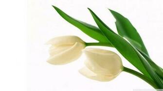 White Tulips Wallpaper