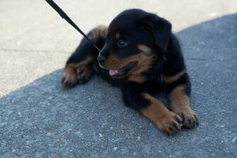 Dogs Puppies Rottweiler Wallpaper