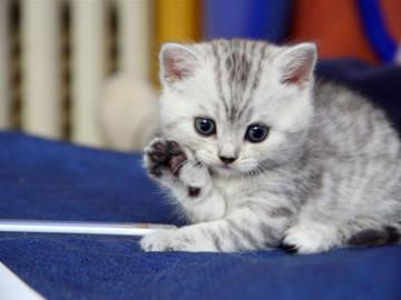 Cute Cat HD Wallpaper Desktop Background Android