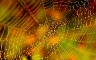High Definition Wallpaper Widescreen Lcd Desktop