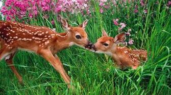 Spring Animal HD Desktop Wallpaper Site