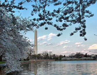 Cherry Blossoms Washington Monument