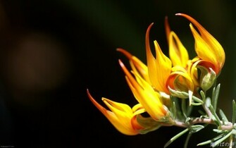 Special Yellow Flower Wallpaper Flowers Bloom