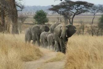 Elephants Wallpaper Elephant Family Walks Short News Poster