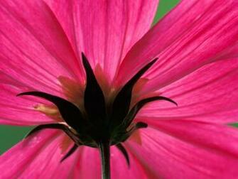 Cosmos Flower Wallpaper HD