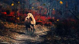 Fall Horse Wallpaper