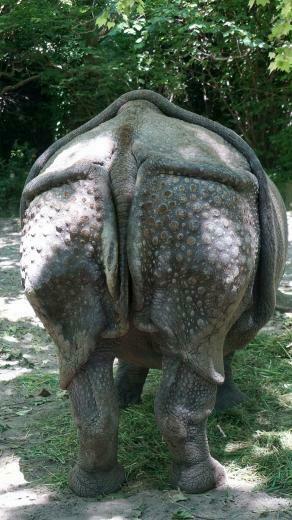 HD Wallpaper Zoo Rhino Animals Pachyderm Rump From The Rear