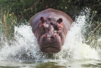 Wallpaper Hippopotamus Hippo River Spray Desktop