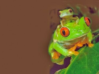 Frog Wallpaper HD Beautiful Desktop