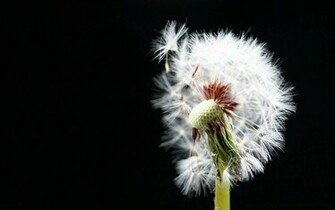 Dandelion Flowers Wallpaper Desktop