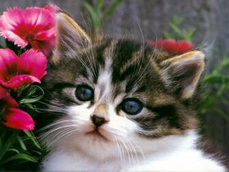 Wallpaper Gallery Cat Kittens