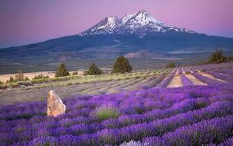 Lavender Fields Wallpaper