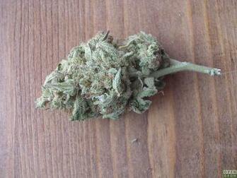 Killing Kush Nug Opengrow
