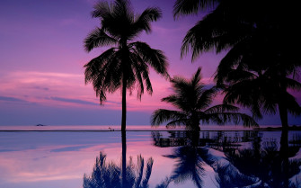Purple Tree Wallpaper