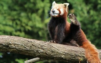 Animal Cute Red Panda HDq Wallpaper