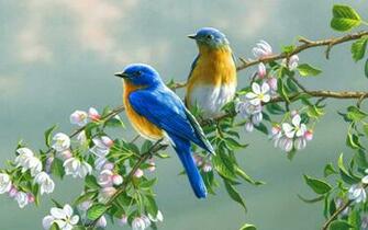 Image Result For Image Of Two Birds Comforting Each Other