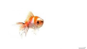 Alf Img Showing Goldfish Wallpaper White