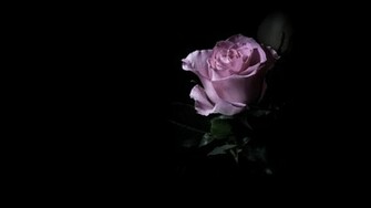 Purple Rose In The Dark Wallpaper And Image Pictures