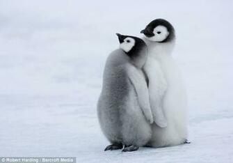 Close The Penguins Part Of A Huge Emperor Penguin Also