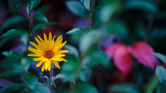 Fall Flower Wallpaper By Pierre Lagarde Watch Customization