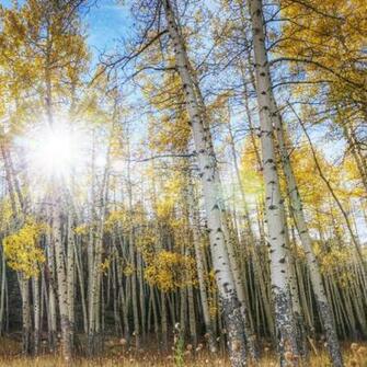 Autumn Fall Wallpaper HD