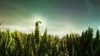 Chameleon On Crops HD Wallpaper FullHDwpp Full