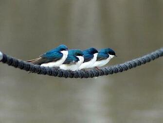 Beautiful Bird Wallpaper For Desktop HD Pictures