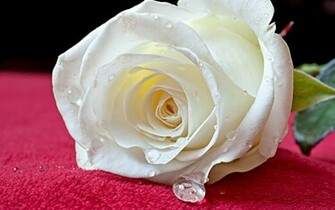 The Below Image Is White Rose Wallpaper