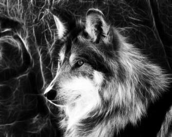 Amazing Wolf Wallpaper HD Tapandaola111