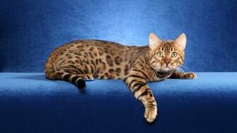 Bengal Cat Wallpaper HD