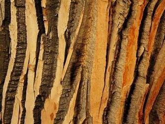 Tree Pattern Photos Trees Wallpaper Gallery National Geographic
