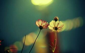 Flowers Fuzzy Mac Wallpaper