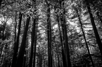 Tonal Contrast Of Tall Forest Trees Cyi76vps0y0quvgw Wallpaper