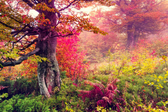 Wallpaper Id Vibrant Color Nature Background