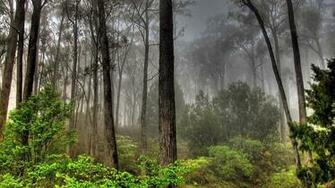 HD Wallpaper 1080p Forest