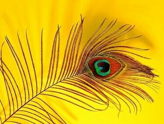 Peacock Feather Wallpaper HD Pictures Image