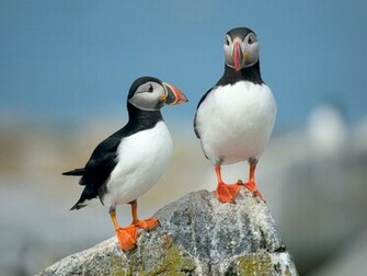 Puffin Wallpaper