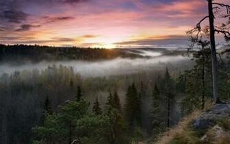 Sunrise Landscapes Nature Trees Dawn Forests Hills Fog