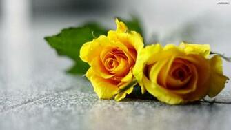 Yellow Roses Wallpaper Keywords Here