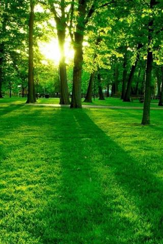 Green Wallpaper HD iPhone High Resolution Nature