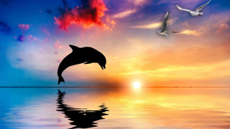 Cute Dolphin Beautiful Picture Wallpaper