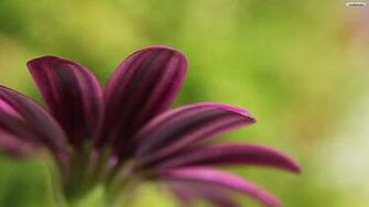 Gerbera Flower Wallpaper