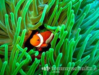 Related Pictures Animated Clown Fish Mobile Wallpaper