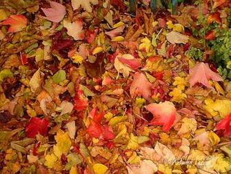 Autumn Maple Leaves HD Wallpaper